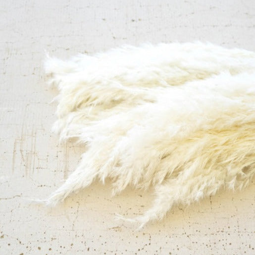 Pampas Grass