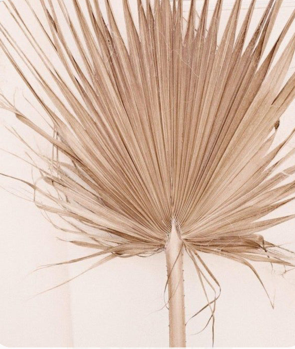 Jumbo Dried Palm Fronds