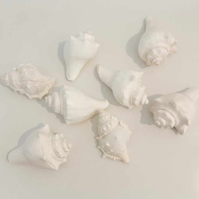 White Seashells