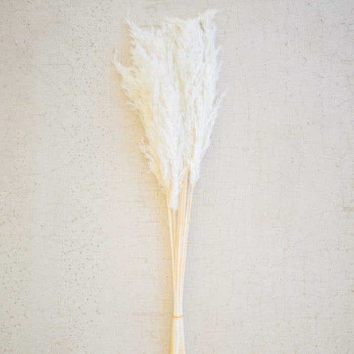 Pampas Grass