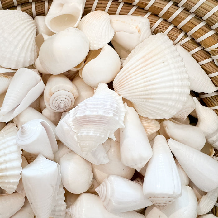 White Seashells