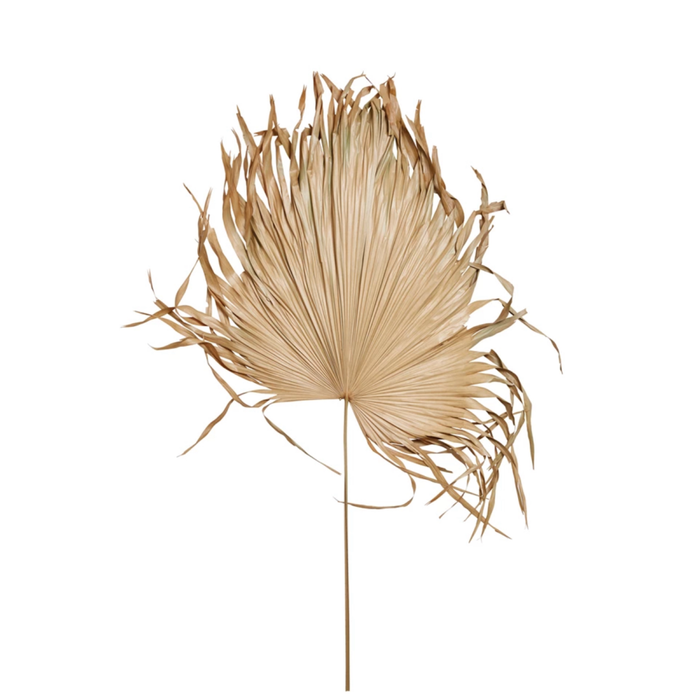 Jumbo Dried Palm Fronds