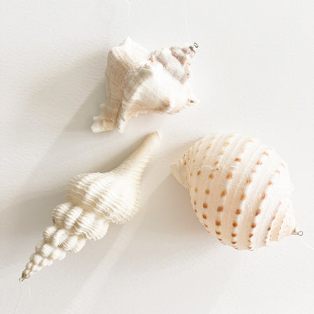 Grouping of 3 different species of shell ornaments. Natural white seashells sprinkled with iridescent glitter hand from a fine monofilament thread. Perfect for decorating a Coastal Christmas Tree. Each sold individually.