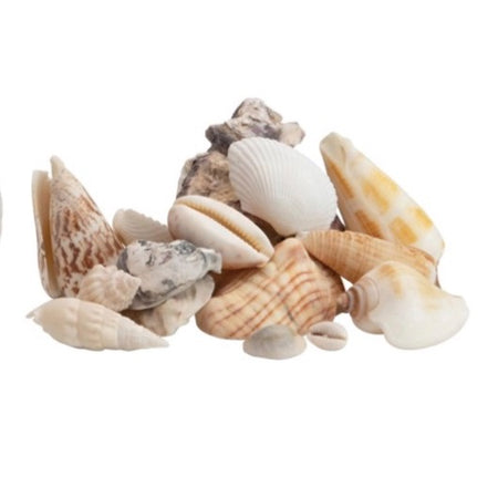 Assortment of natural seashells for coastal decor. Comes in a mesh bag holding approximately 18 oz. of shells. Individual shell size ranges from 1" to 2.5".